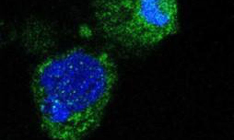 Infectious Malaria Sporozoites produced without mosquitoes provide ground-breaking progress for malaria vaccines and biology research