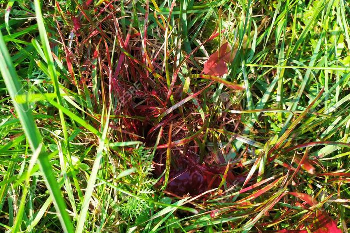 Land guard kills one, three injured in Tebu