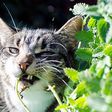 Cats have an unusual reaction to catnip [Medium]