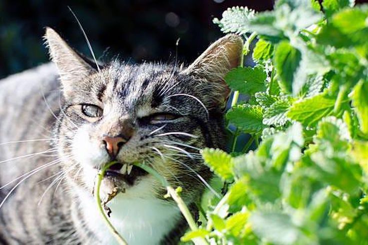 Cats have an unusual reaction to catnip [Medium]