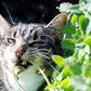 Cats have an unusual reaction to catnip [Medium]