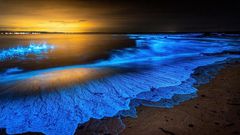 The wonders of bioluminscence [Siliconidia]