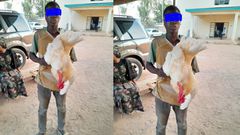 Police arrest 17-year-old boy for having sex with a cock