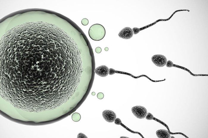 expiration date sperm