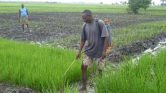 Rice farmer in Benue