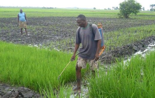 Rice farmer in Benue