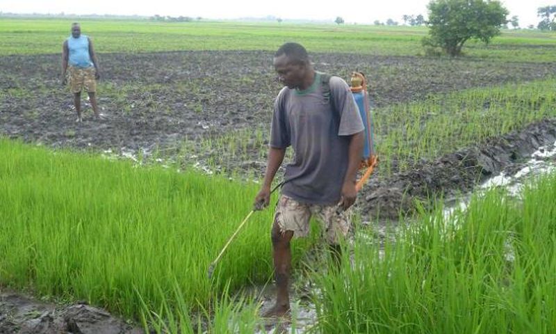 Rice farmer in Benue