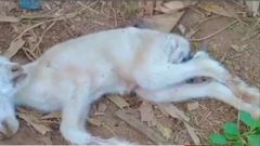 Health officers blame illegal mining as sheep gives birth to lamb with bizarre deformity