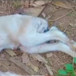 Health officers blame illegal mining as sheep gives birth to lamb with bizarre deformity