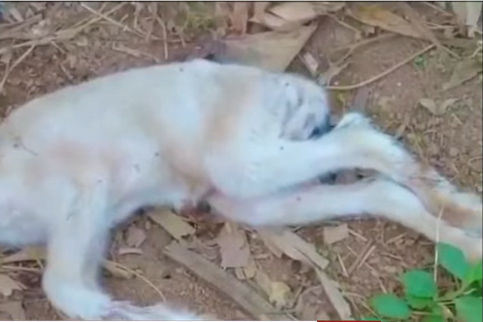 Health officers blame illegal mining as sheep gives birth to lamb with bizarre deformity