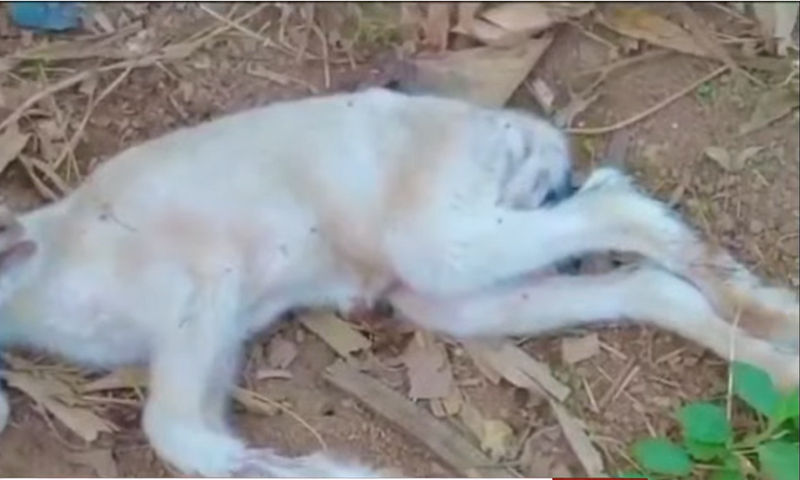 Health officers blame illegal mining as sheep gives birth to lamb with bizarre deformity