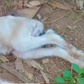 Health officers blame illegal mining as sheep gives birth to lamb with bizarre deformity