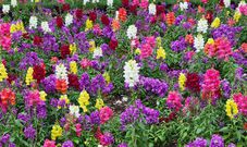 colours of snapdragon [wendy'sgarden]