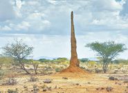 Termite mound [Reddit]