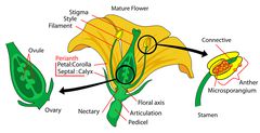 Diagram of a hermaphrodite flower [PlantsBank]