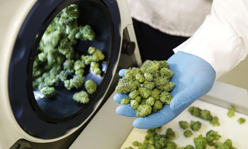 marijuana
