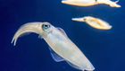 Real squid