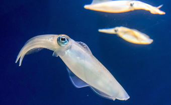 Real squid