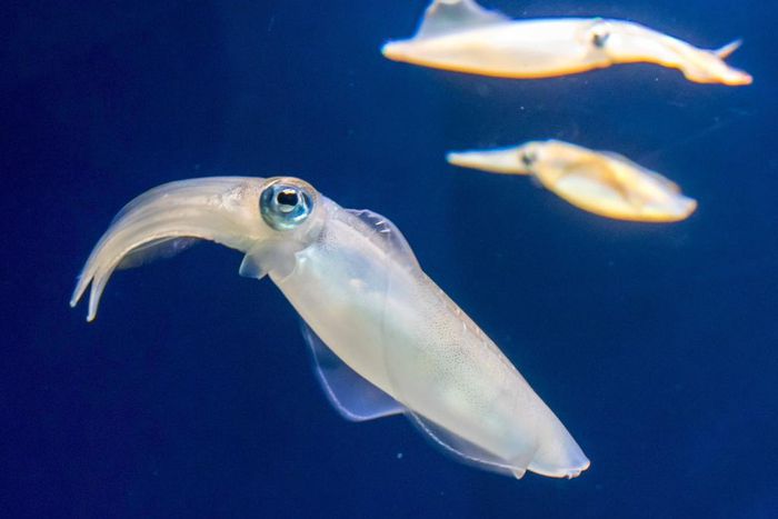 Real squid