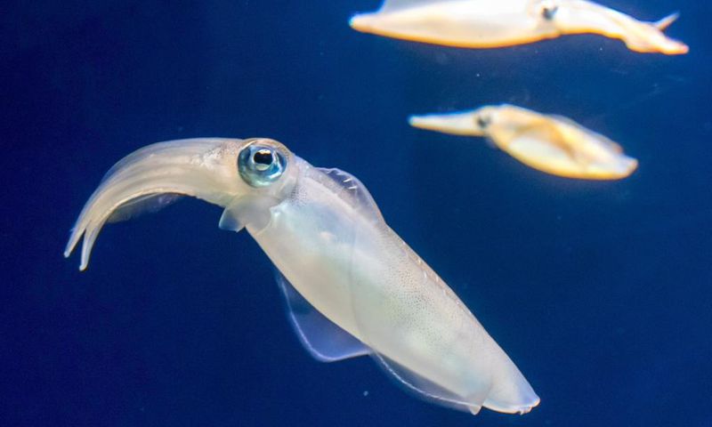 Real squid