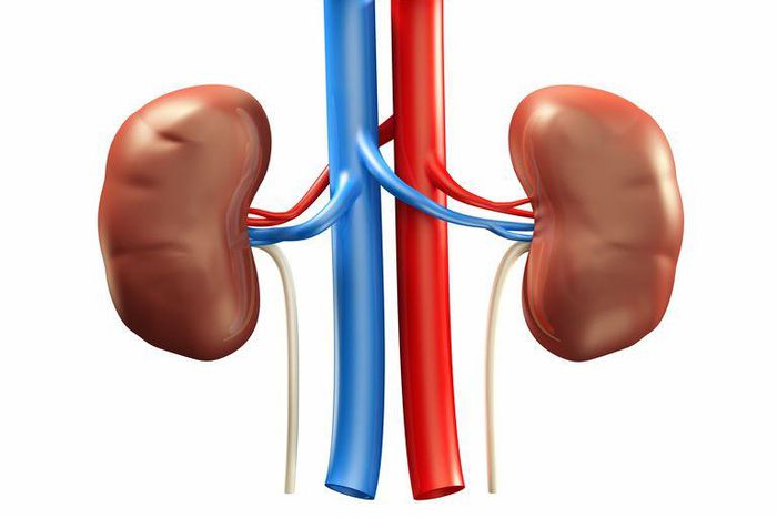 kidney disease(verywellhealth)