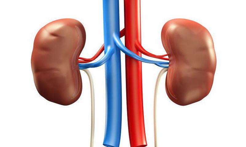kidney disease(verywellhealth)