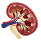 Kidney