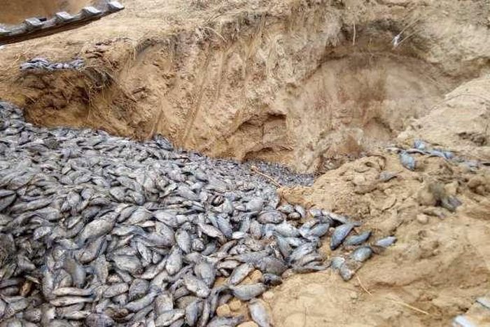 ___9000884___2018___10___20___7___Poisonous-Chinese-tilapia