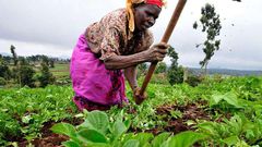 Farmers Day