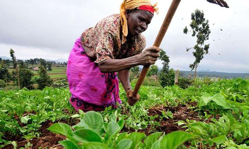 Farmers Day