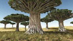What are oldest living trees in the world? [Pinterest]