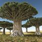What are oldest living trees in the world? [Pinterest]