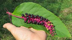 Pokeweed [OaklandCountyBlog]