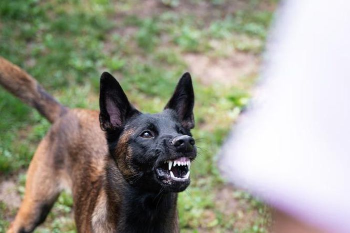 Dog barking [Shutterstock]