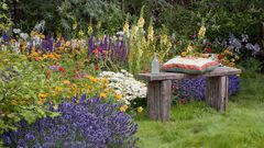 Plants the repel mosquitoes [Country Living Magazine]