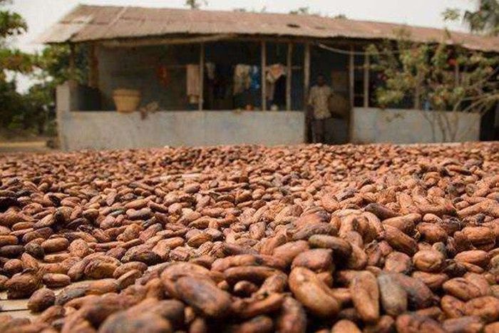 ___8112917___2018___3___14___11___COCOBOD