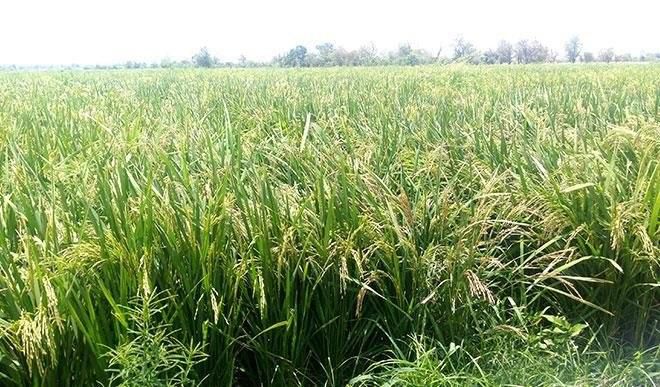 Hectares of a rice farm