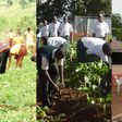 5 compelling reasons Ghana should reintroduce agriculture into schools' curricula