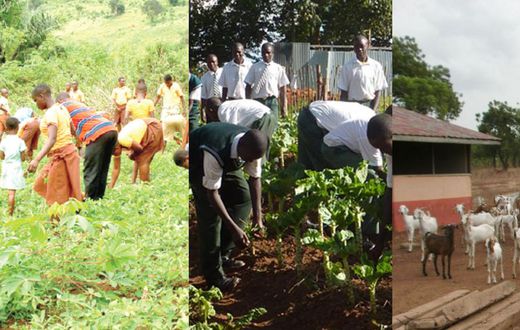 5 compelling reasons Ghana should reintroduce agriculture into schools' curricula