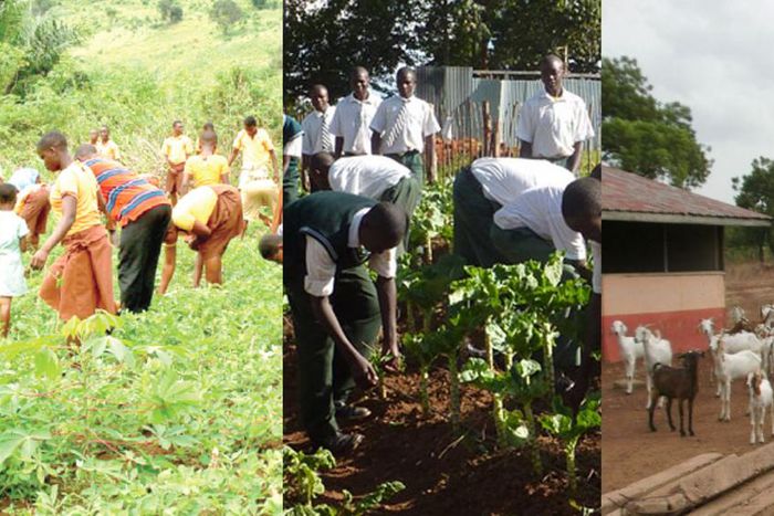 5 compelling reasons Ghana should reintroduce agriculture into schools' curricula
