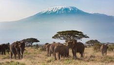 Tanzania is popular for its safaris [Lonelyplanet]