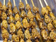 Edible cicadas [CFAES]