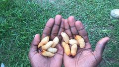 Edible insects and their surprising benefits [ModernGhana]