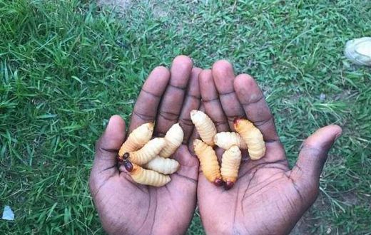 Edible insects and their surprising benefits [ModernGhana]