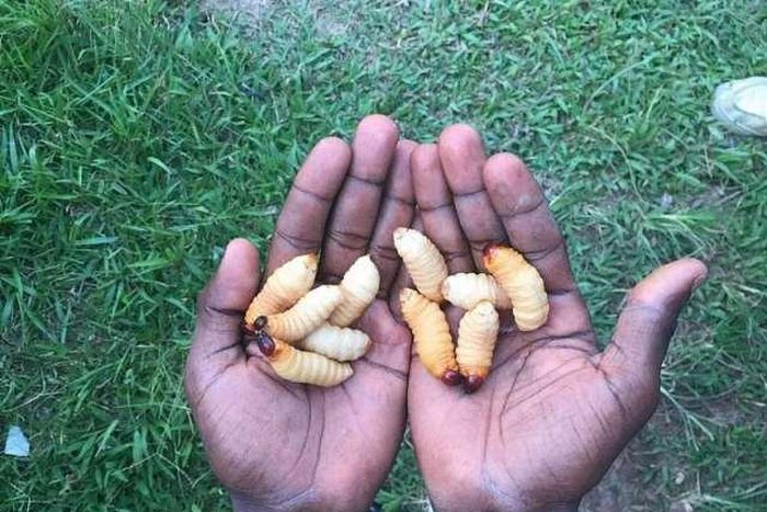 Edible insects and their surprising benefits [ModernGhana]