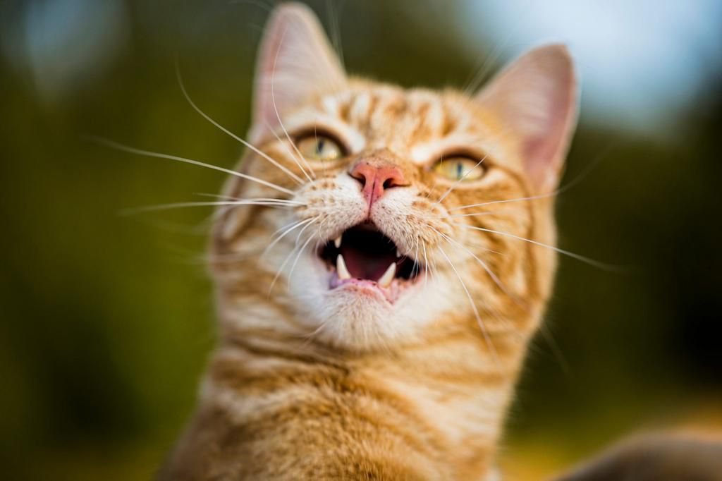 A stock image of a ginger cat.Chris Winsor/Getty Images