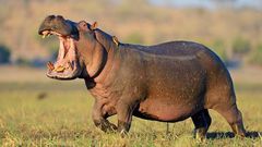 Hippopotamus kills pregnant woman in Benue