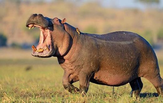 Hippopotamus kills pregnant woman in Benue