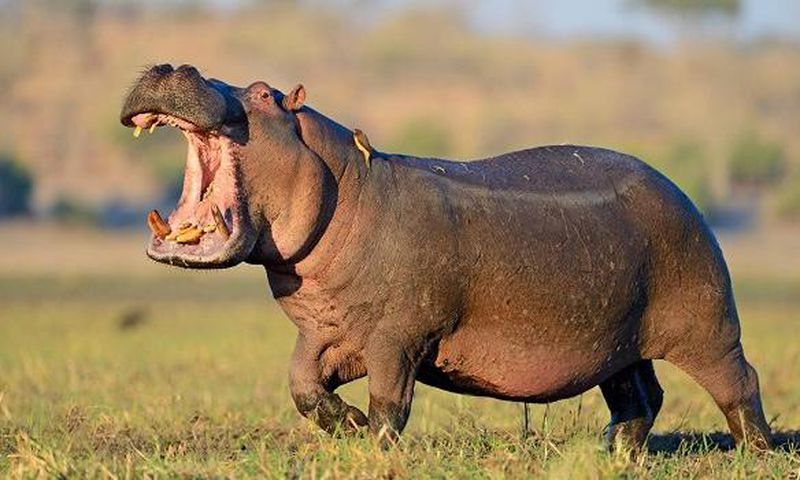 Hippopotamus kills pregnant woman in Benue