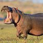 Hippopotamus kills pregnant woman in Benue